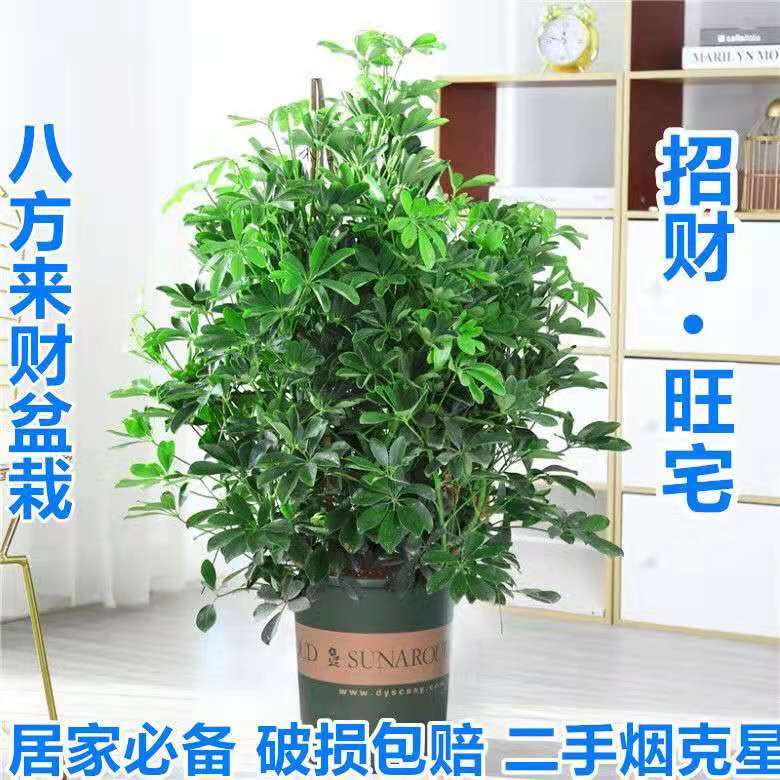 鸭脚木盆栽——办公室绿植的新宠