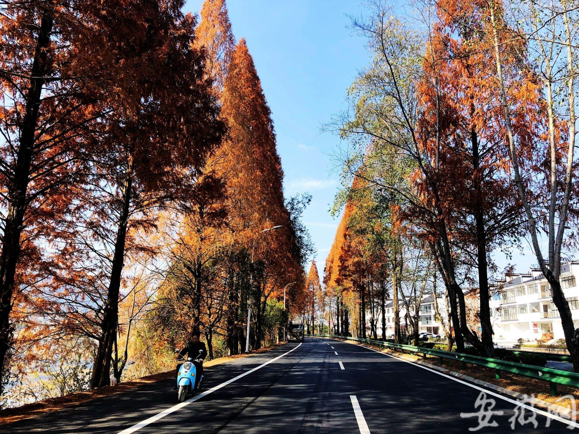 室内绿植盆栽之选，水杉的魅力与养护