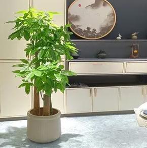 好看又便宜的室内绿植盆栽，美化家居的理想选择