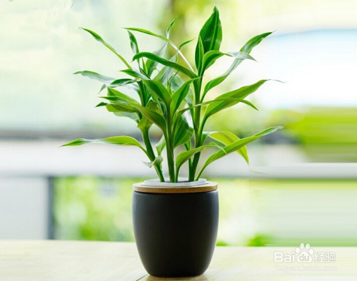 客厅室内大型绿植盆栽，家居装饰的新趋势