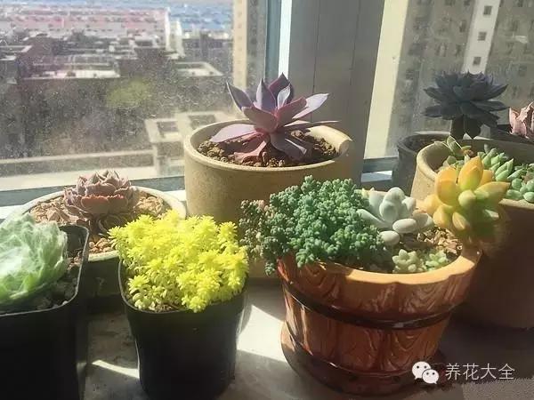 花卉绿植盆栽室外一米高之美