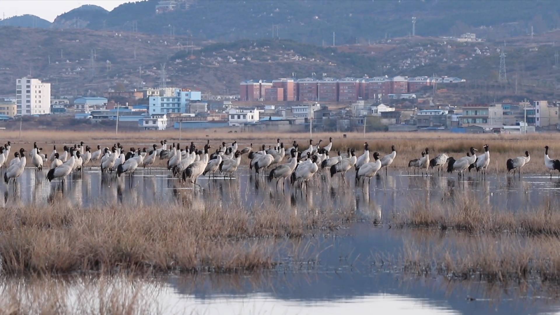 海燕抱团千岛湖家园，人与自然和谐共生的生态胜地