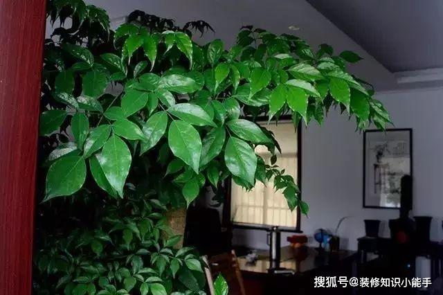 绿植盆栽室内叶子棕色，美化家居的室内植物与独特魅力的棕色叶子