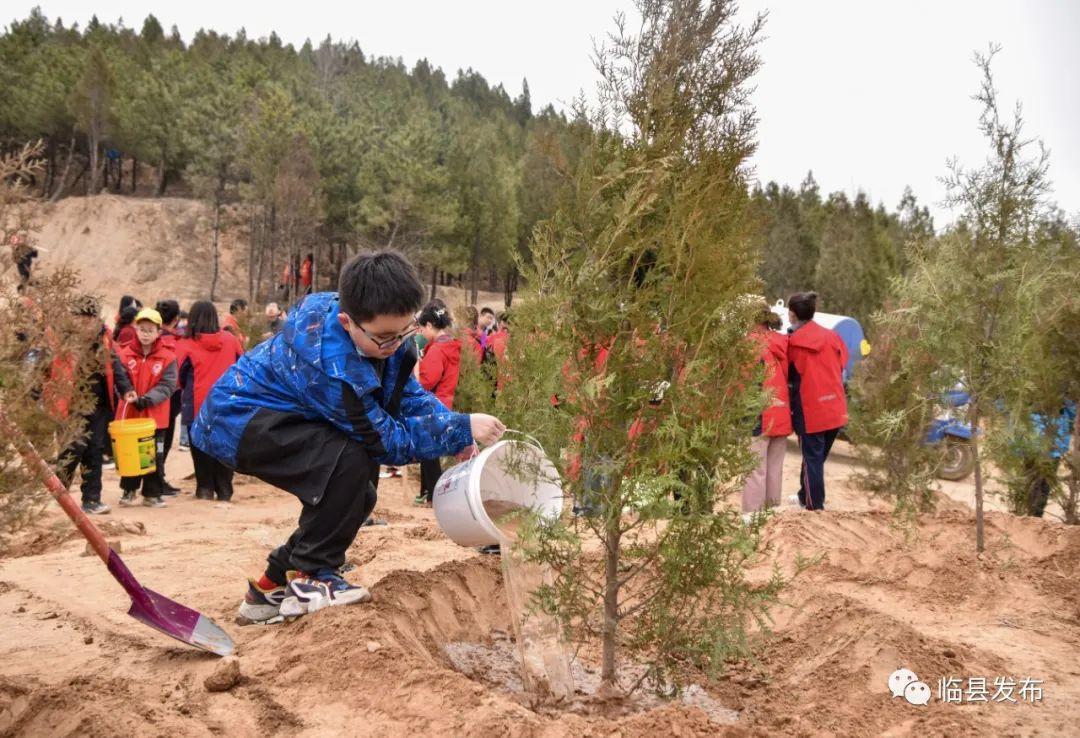 绿植盆栽室内大物好养——打造宜居空间的绿色守护者