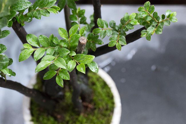 在家幼儿园中，绿植盆栽的种植与养护，室内好养活的选择与策略