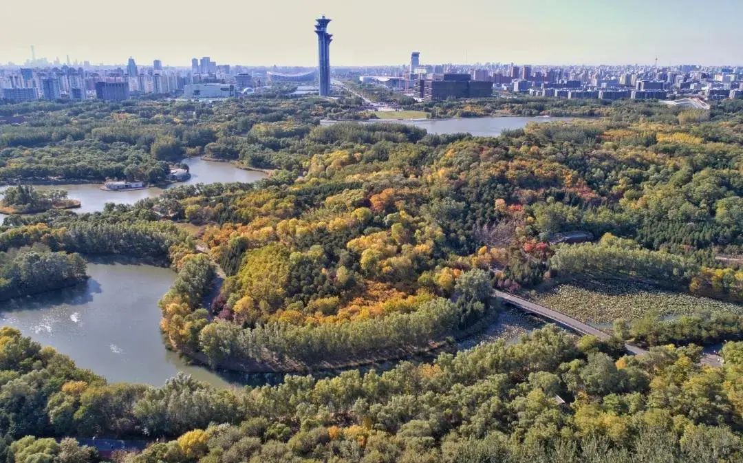 北京奥林匹克湿地公园，城市中的绿洲与自然之韵