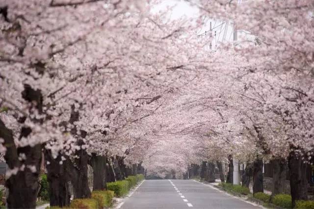 千岛湖鳌山樱花岛的神秘魅力与独特地址