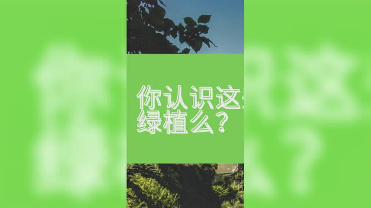 室内桌面绿植，鸟巢蕨盆栽的魅力与养护