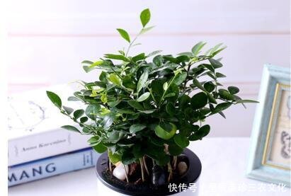 室内绿植茉莉花盆栽大型，美化家居的优雅之选