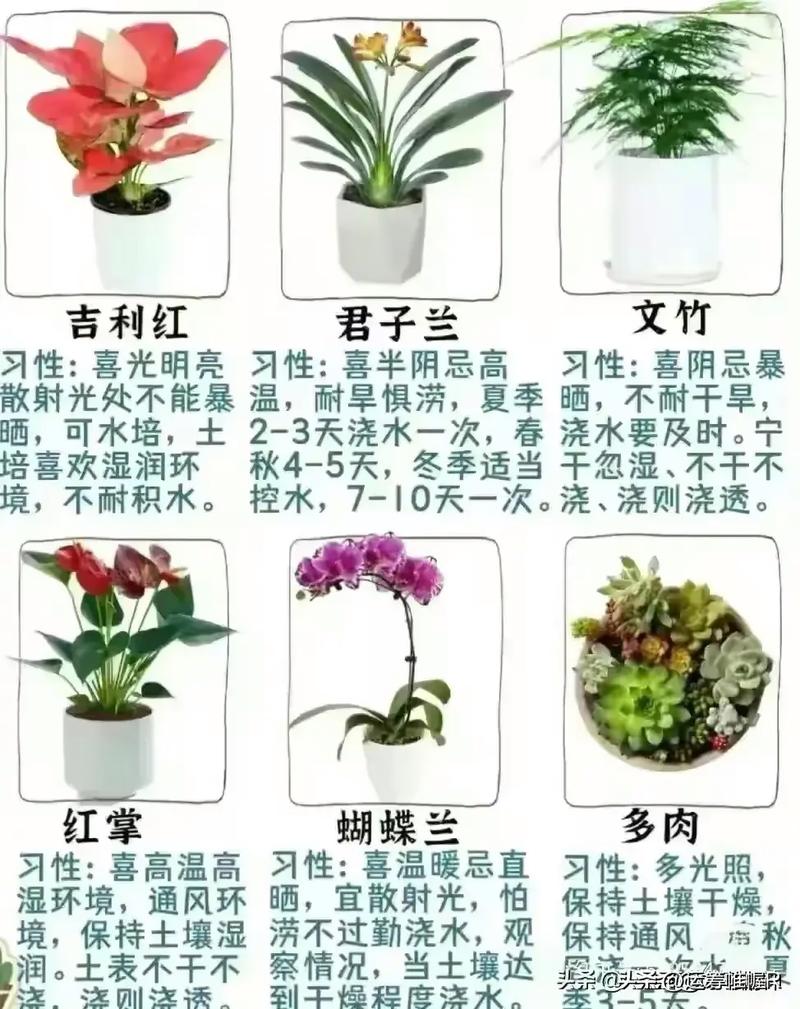 抖音绿植盆栽室内哪家好，深度探索与推荐