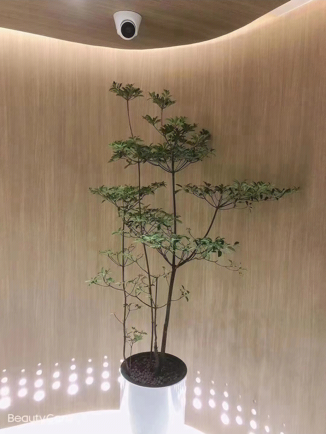 室内绿植盆栽，吊钟绿植的独特魅力与养护技巧