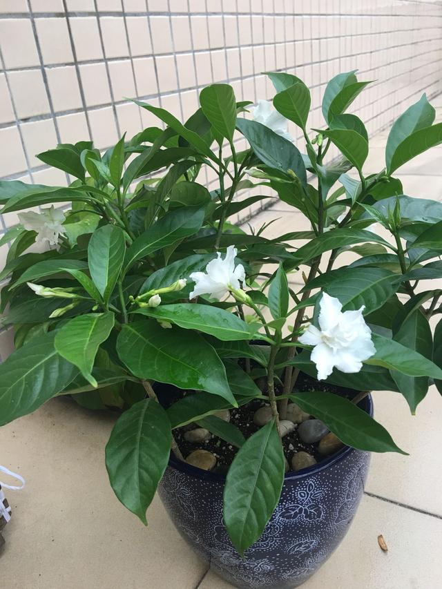 茉莉花，室内绿植盆栽之美