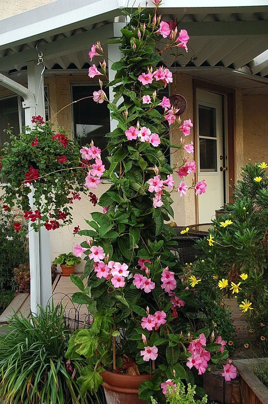 室内盆栽大型绿植开花的魅力