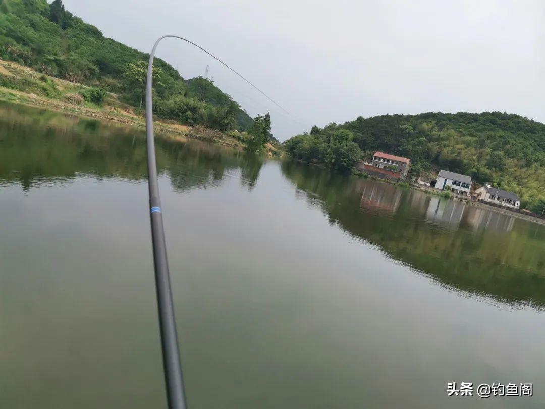 线组大力马主线与鲢鳙的钓鱼奇缘