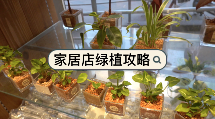 绿植盆栽室内好养，批发选购指南