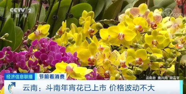 昆明斗南办公室绿植盆栽，美化工作环境，提升生活品质