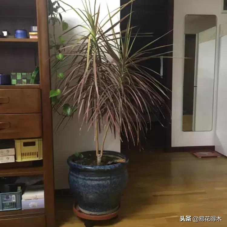 大盆栽室内绿植龙血树，美化家居的理想选择