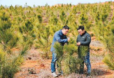 重庆绿植盆栽室内推荐——打造绿意盎然的居家环境