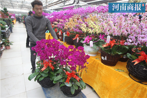 室内花卉绿植盆栽，大花朵的魔力与魅力