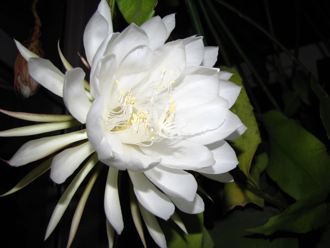 花卉盆栽室内绿植，美化家居，增添生活情趣