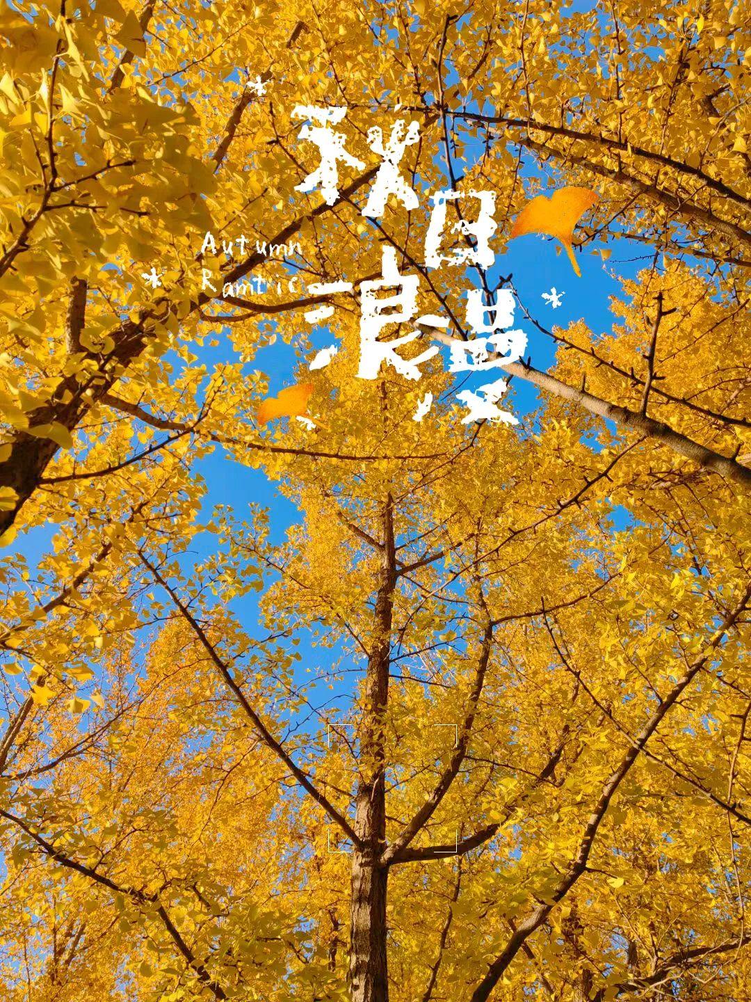 北京奥林匹克公园北园秋景，时光里的金色画卷