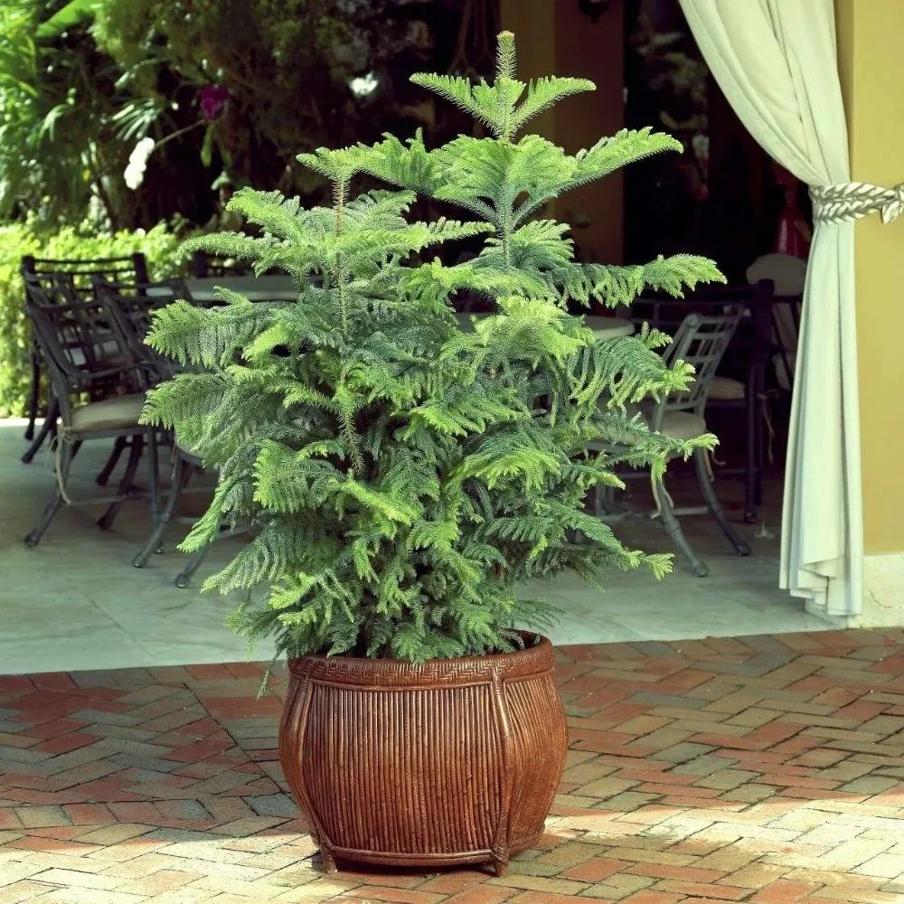 室内大叶高盆绿植盆栽的种植与欣赏