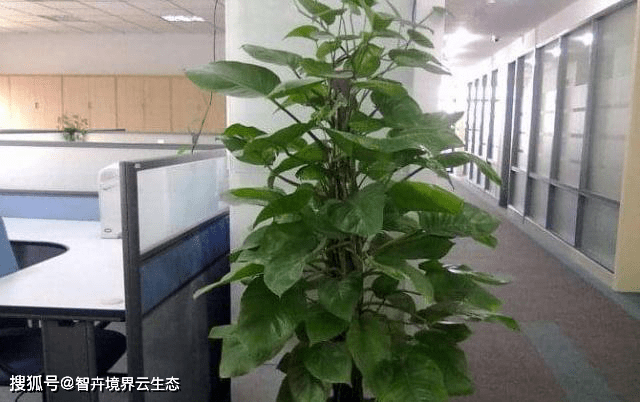 耐寒办公室绿植盆栽，美化工作环境，提升工作效率