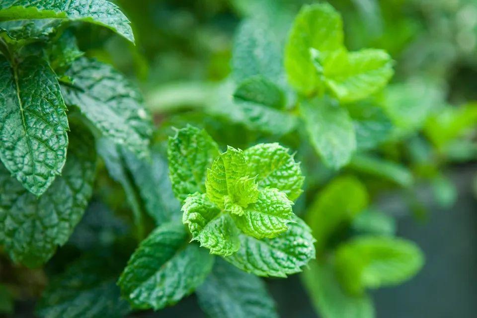 室内绿植盆栽水培绿苹果，美化家居的新选择