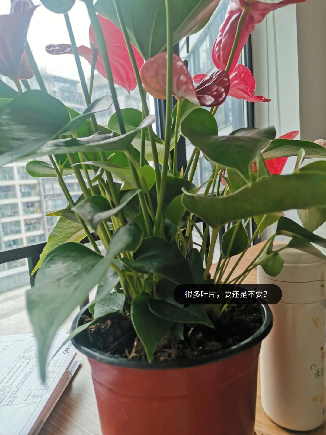 室内绿植红掌盆栽的养护指南