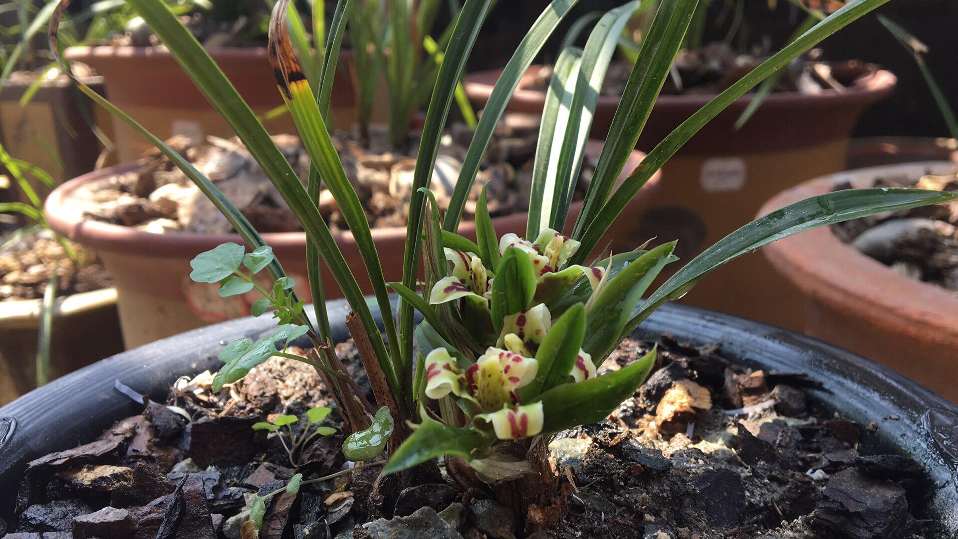 室内绿植兰花盆栽的养护指南