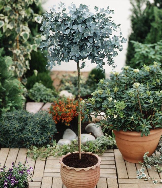 绿植盆栽，室内耐热耐寒的植物之美