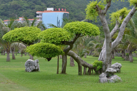 广西室外绿植盆栽，自然之美与绿色生活的完美结合