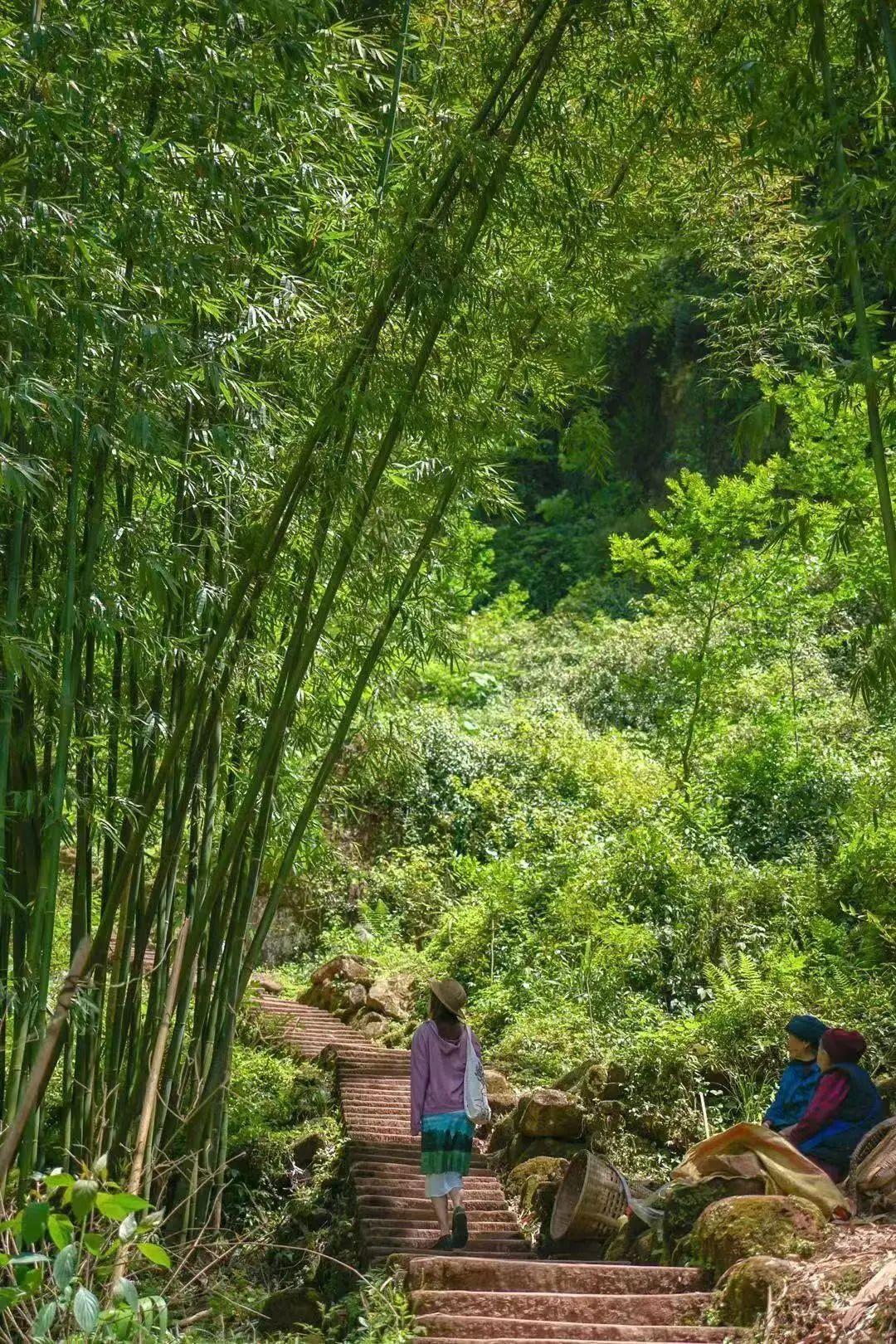 成都森林露营烧烤，体验自然与人文的交融之美