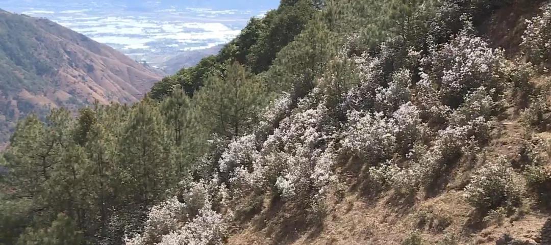 马鞍山森林公园烧烤露营，自然与乐趣的完美融合