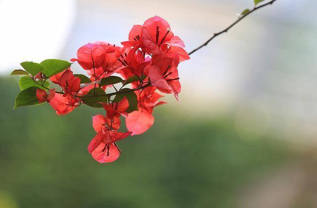 室内三角梅绿植盆栽，美化家居的优选之选