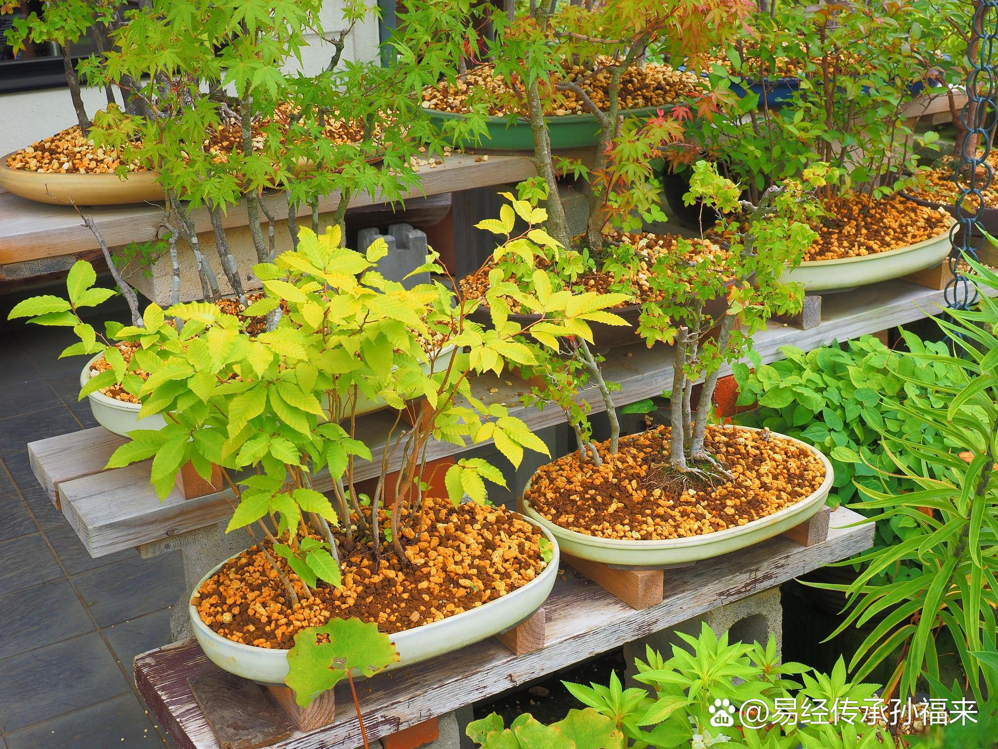 室外绿植大盆栽的种植与成活秘籍