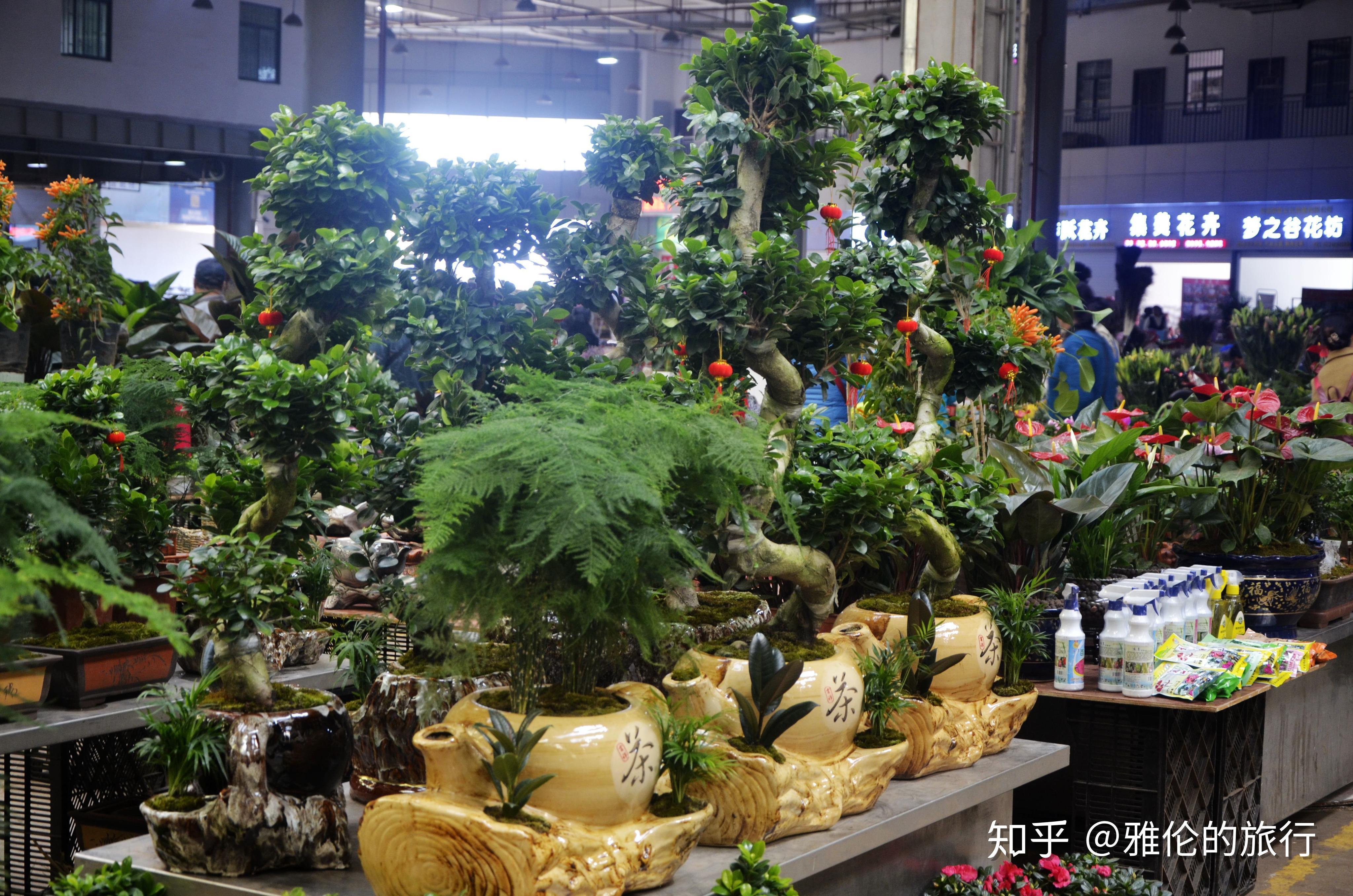 昆明斗南绿植盆栽室外——自然之美的展现