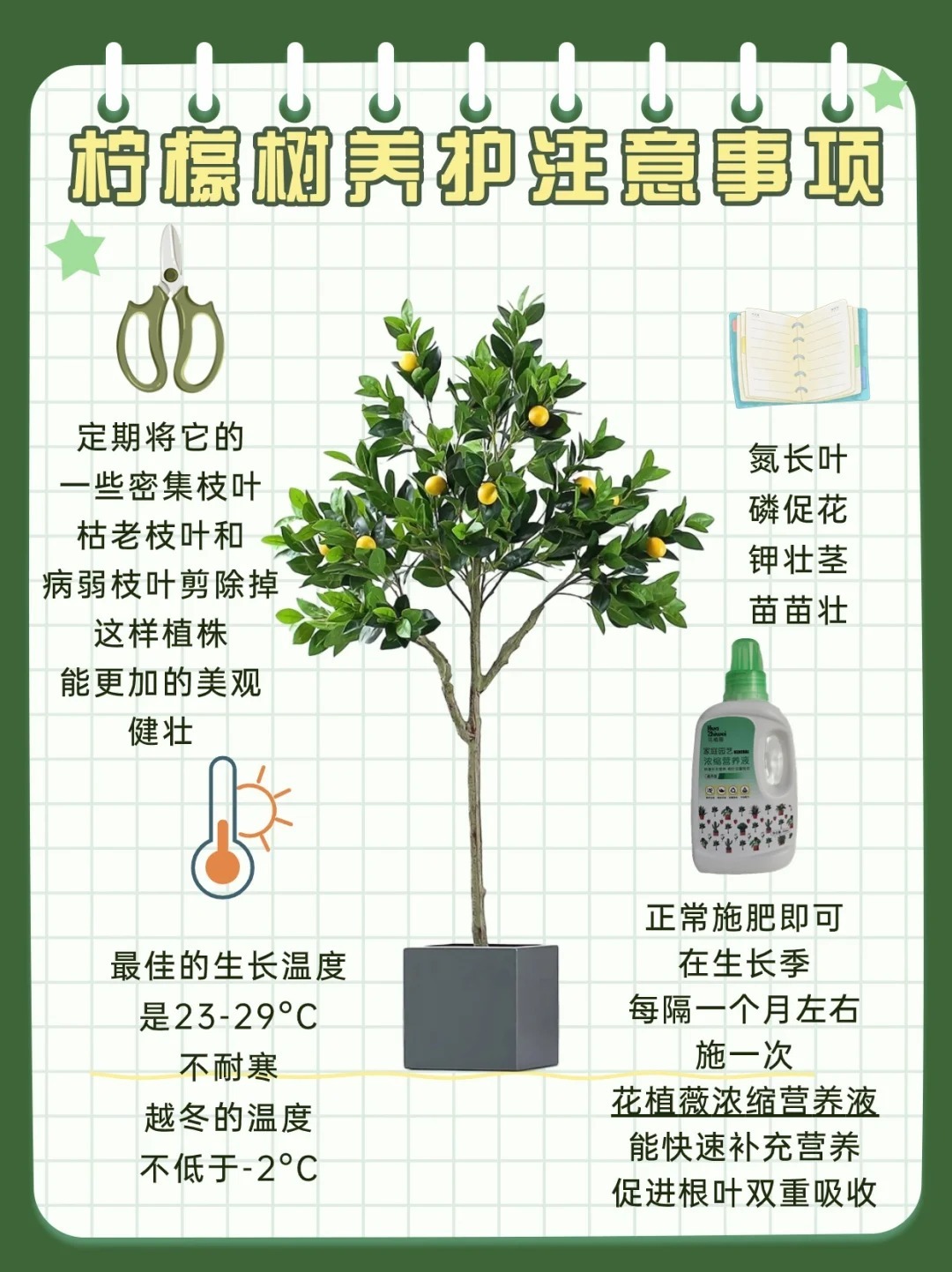 室内柠檬树的种植与养护，高绿植盆栽的魅力