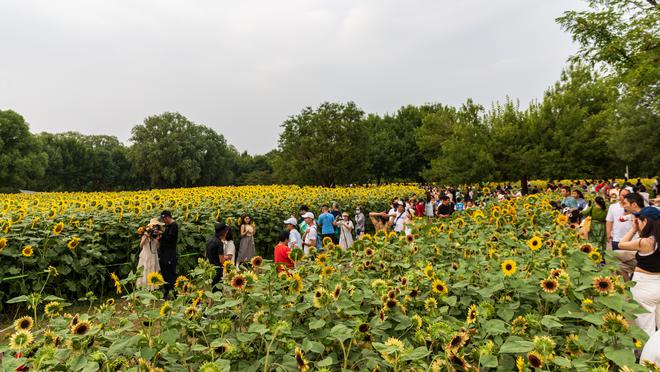 北京奥林匹克公园葵花园，绽放的体育与自然之美