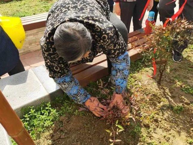 绿植盆栽室内养护之松土的重要性及方法探讨