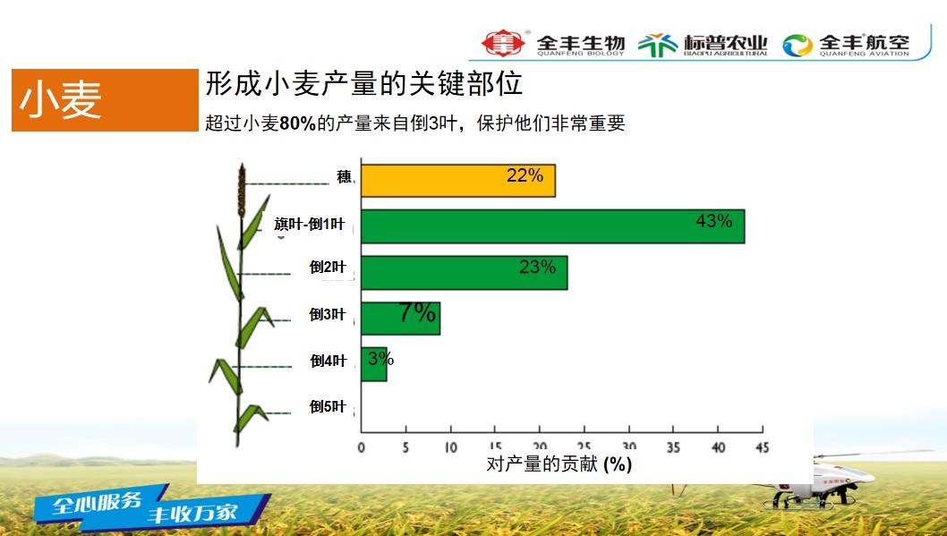 谷麦大力马主线与子线的连接技巧